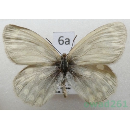 Coenonympha sunbecca (Eversmann, 1843) Kyrgyzstan6a